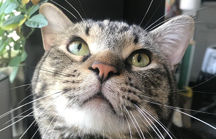 A close-up of the face of tabby cat Lord Toranaga, with a plant next to him