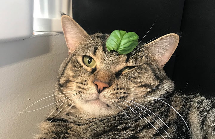 Lord Toranaga the cat with a plant leaf on his head