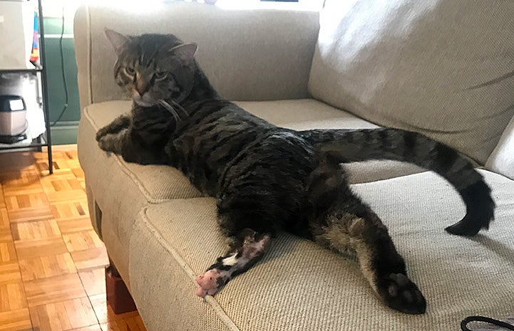 Lord Toranaga the cat lying on a couch, where you can see his back paw that is partially missing