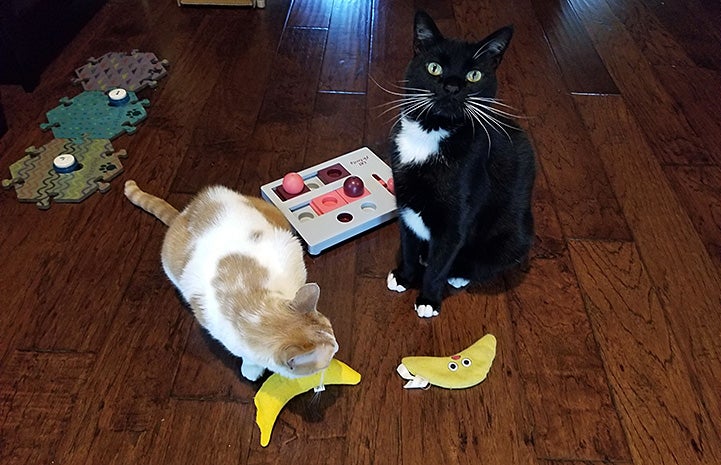 Rosie and Jack the cats on a wooden floor with some banana shaped toys