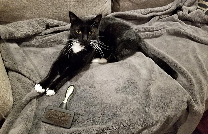 Black and white cat lying on a gray blanket on a couch, next to a grooming brush