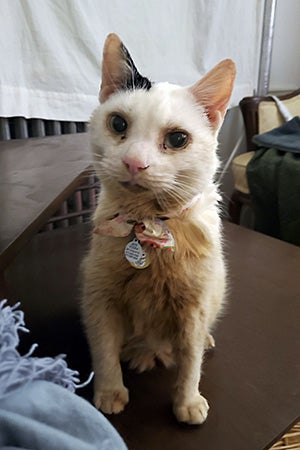 Sky the cat sitting on a side table