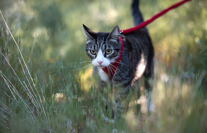 Tigger the cat outside in some plants wearing a harness and leash