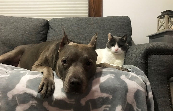 Chet the cat lying next to Xena the dog on a couch
