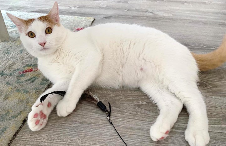 Chief the cat lying on his side holding a feather toy in his front paws