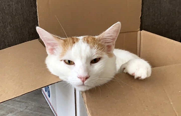 Chief the cat playing in a cardboard box