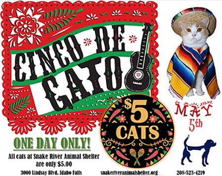 Cinco de Mayo became “Cinco de Cato" at Snake River Animal Shelter in Idaho Falls