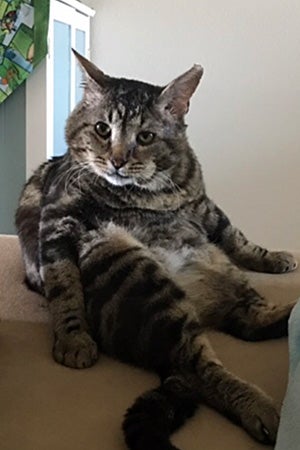 Samson the cat sitting in a funny way
