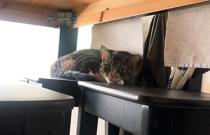 Mila the cat lying on a shelf