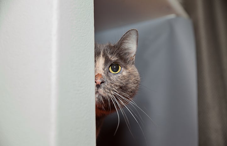 Tortie the cat peeking out from behind a wall