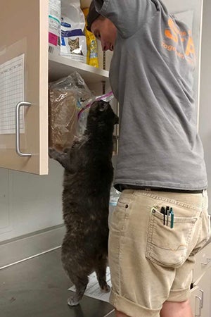 David Lilly reaching into a cabinet with Tortie the cat reaching up as well