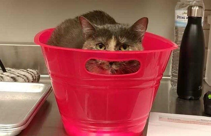 Tortie the cat peeking out from the top of a red bucket