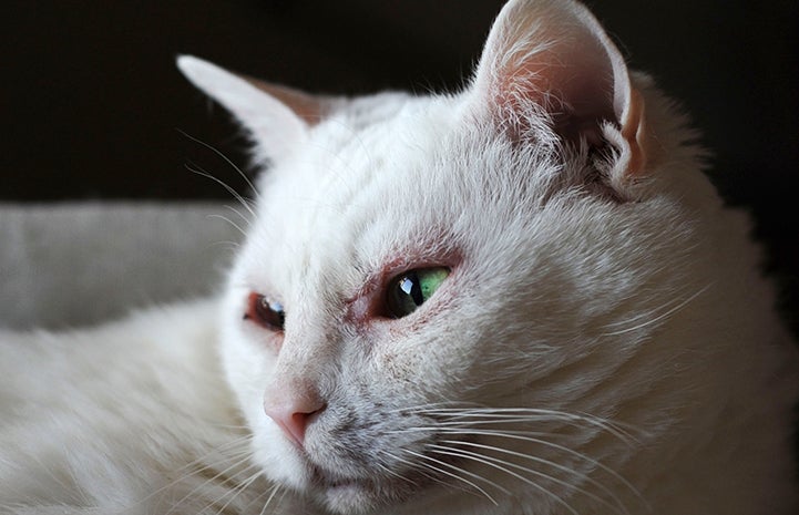 A close of of Sonya the white cat