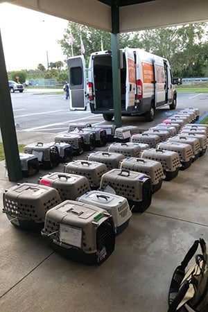 Multiple rows of kennels containing cat ready for the transport