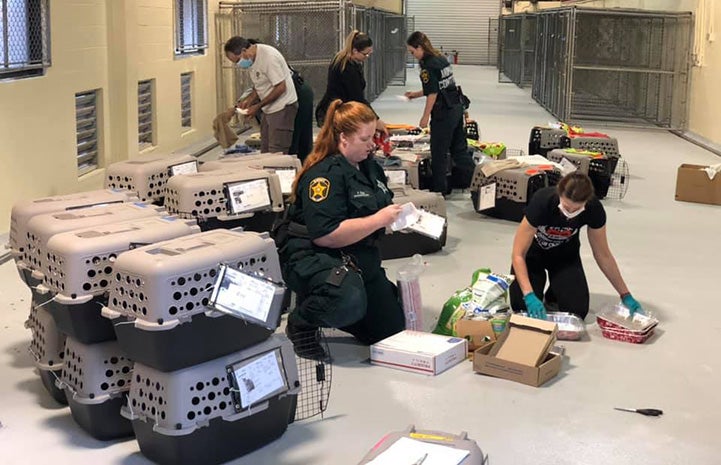 People organizing kennels full of cats for the transport