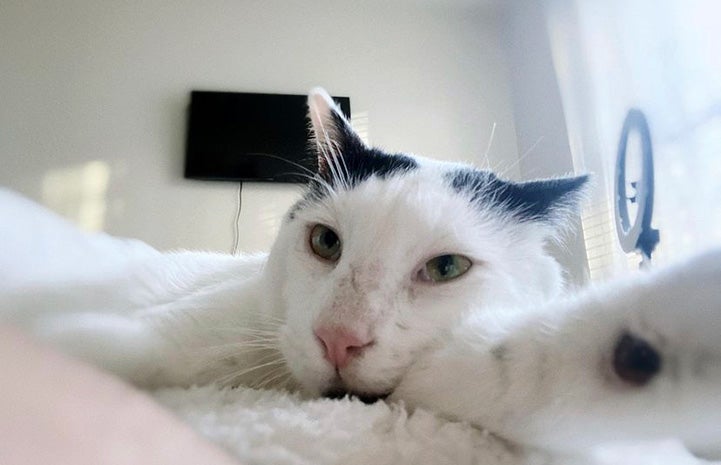 Russell the cat lying on a bed