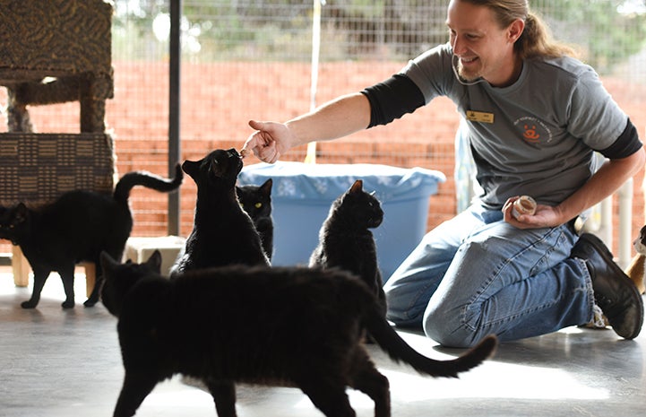 Caregiver Levi Myers playing with five black cats in Cat World