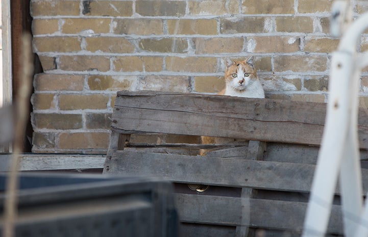 Orange and white community cat hiding between a pallet and a brick wall