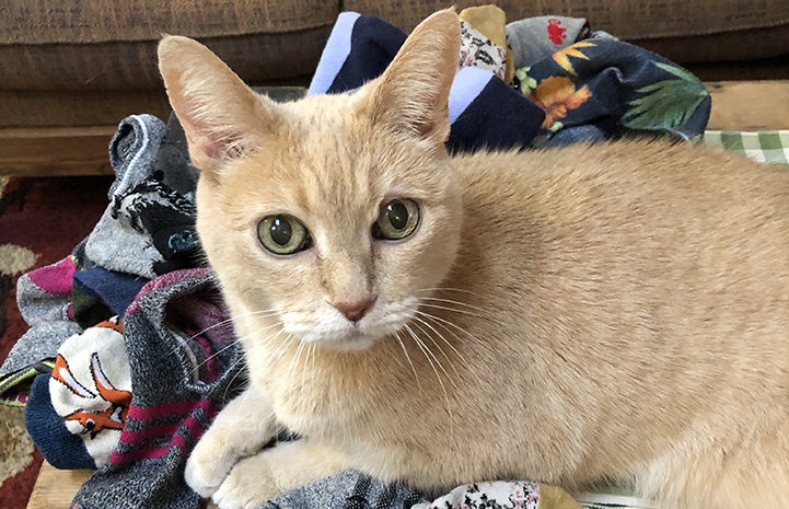 Clicquot the cream cat lying down on some laundry