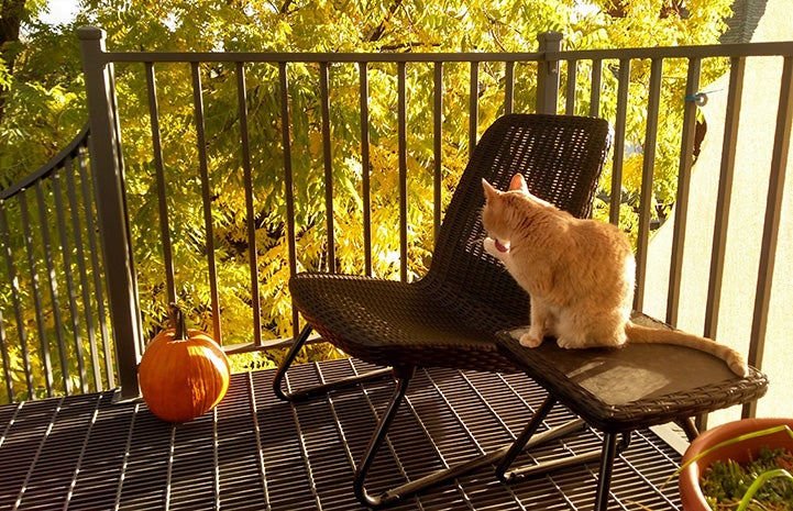 Clicquot the cat sitting on a small side table on a balcony or small porch