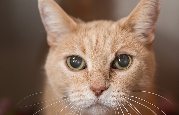 The face of Clicquot the senior cream cat with diabetes