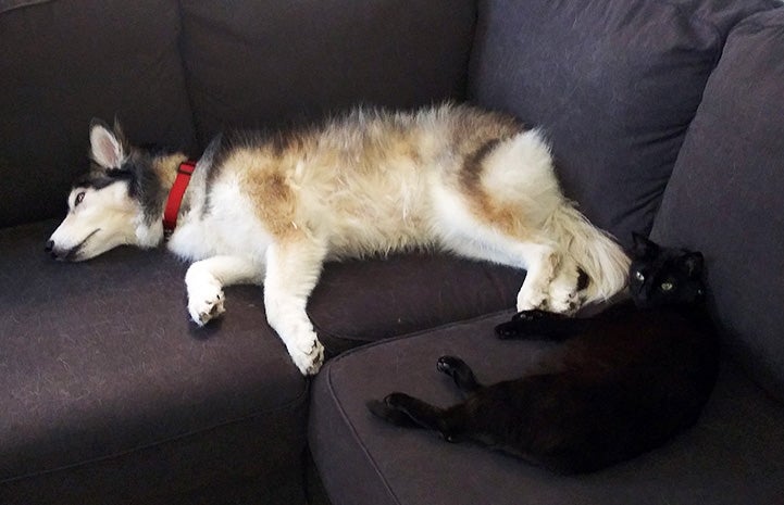 Cassiopeia the husky and Pedro the black cat lying together on a couch