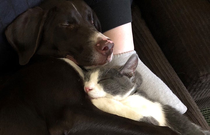 Tank the cat, sleeping next to Gunner the dog, at someone's feet