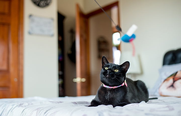 Black cat Bella on the bed looking at a wand toy in the air