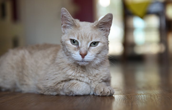 Katze, a buff-colored tabby cat