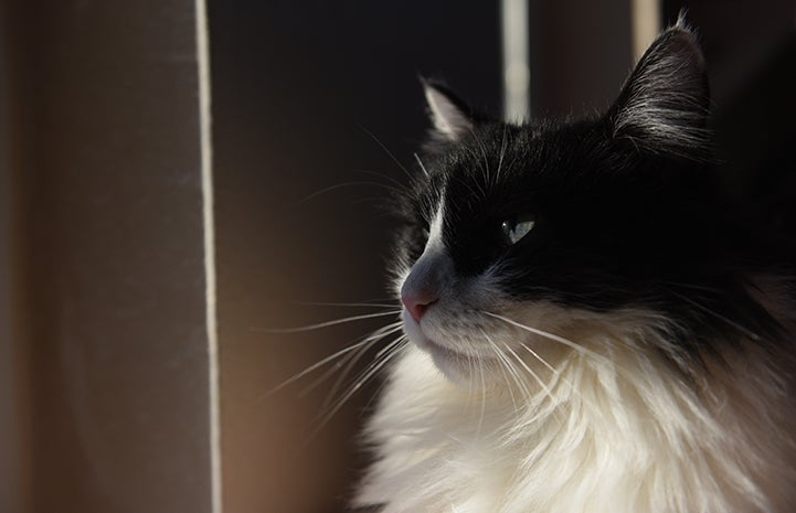 The profile of Zorro, the medium hair black and white tuxedo cat