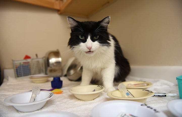 Zorro, the black and white tuxedo cat, wanting to taste-test multiple small bowls of food