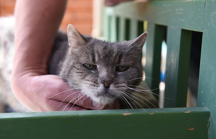 Tessa the gray cat in a green wooden bed, being scratched under her chin
