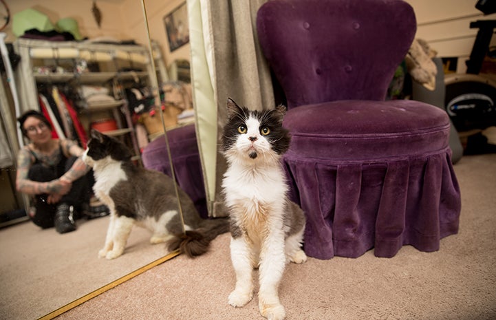 Leroy Jenkins a senior black and white medium hair cat sitting in front of a purple chair with his person Michelle Lunn-Adams behind him in a mirror reflection