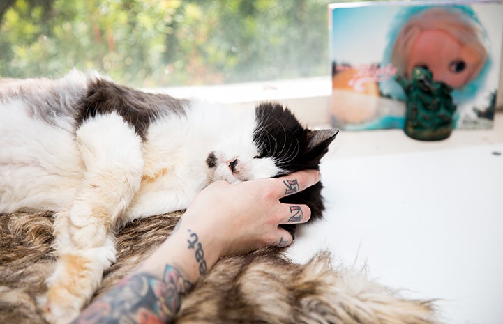 Michelle Lunn-Adams petting the top of the head of Leroy Jenkins, her adopted black and white senior cat