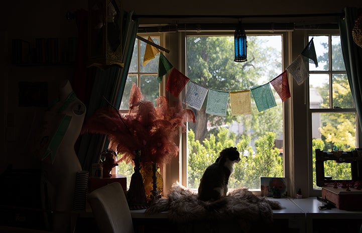 A silhouette of Leroy Jenkins the cat in front of a window with some prayer flags above him