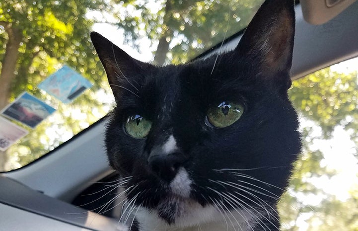Nella the senior black and white cat in the car on her big adventure