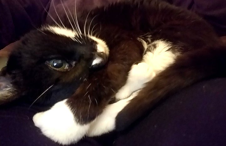 Nella the senior black and white cat lying down on a blue blanket