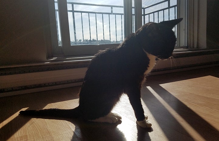 Nella the black and white senior cat in front of a window with sunbeams surrounding her