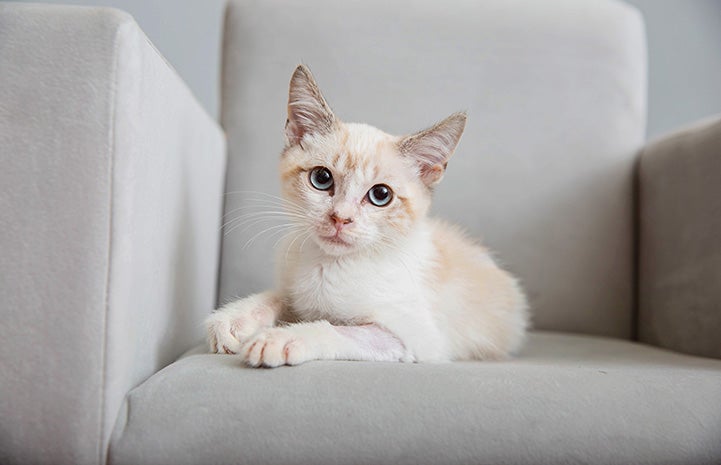Dexter (formerly Pelota) the kitten lying in a white chair