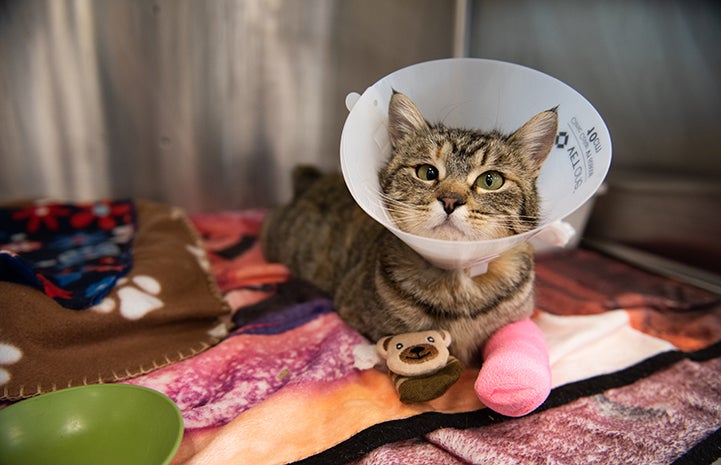 Birdie the cat wearing a cone in a kennel with her leg bandaged with a pink sock over it