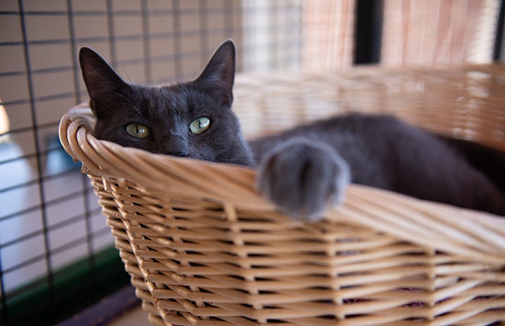 Ufro the gray cat lying in a tan basket