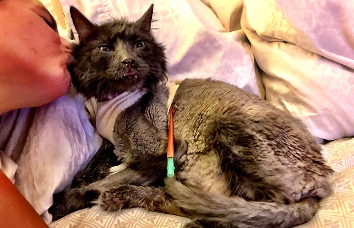 Elroy the cat lying against a pillow with a catheter in his back being kissed by a woman