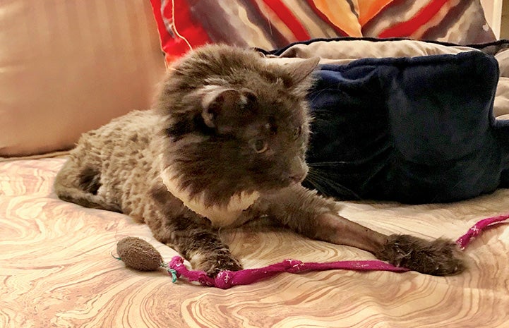 Elroy the cat, on a bed, shaved and playing with a wand toy