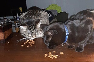 Sassy and Kobe the cats eating some kibbles on top of a table