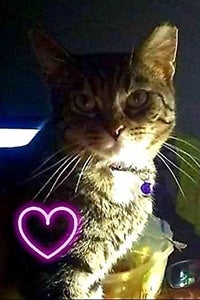 Sassy the brown tabby cat with a heart graphic