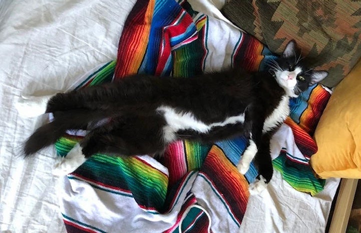 Gizmo the cat lying on her side on a multi-colored blanket