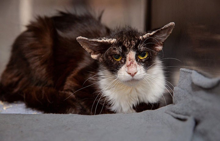 Gizmo the cat before treatment showing significant hair loss