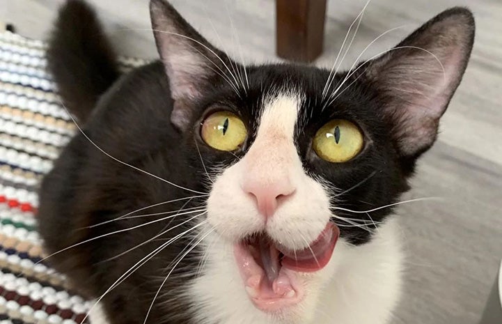 Black and white cat Gizmo licking her lips