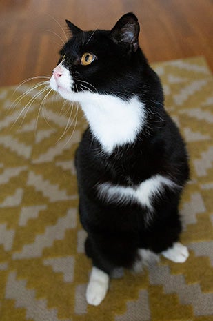 Rexie Roo the black and white cat with two legs standing upright