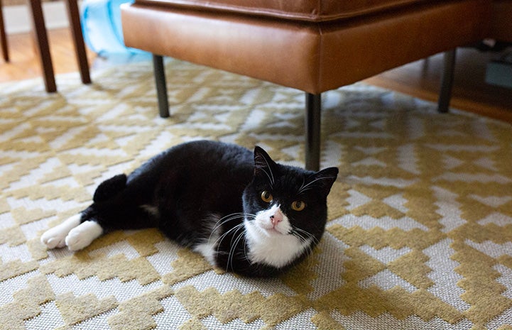Rexie Roo the black and white cat with two legs lying on a carpet next to some furniture